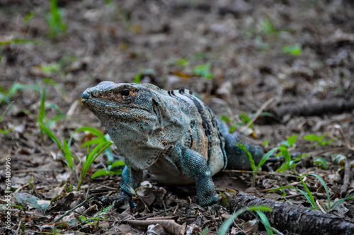Iguana in Santa Rosa National Park, Costa Rica photo