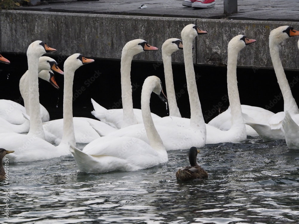 Obraz premium Cisnes en Ginebra