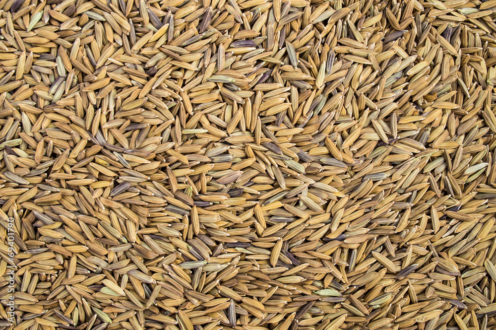 rice rice