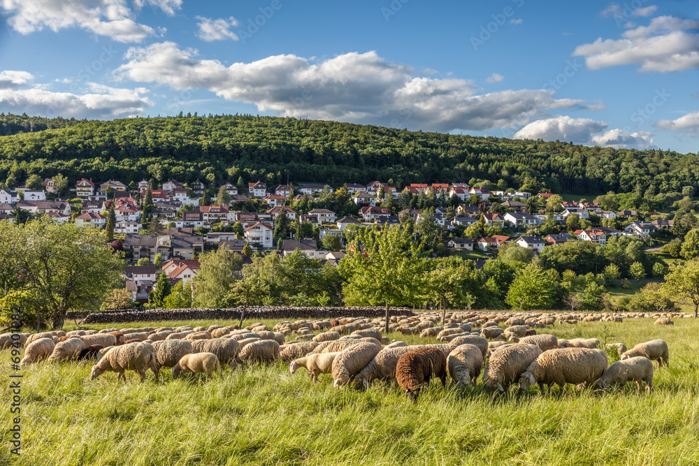 Obraz premium Schafherde im Taunus
