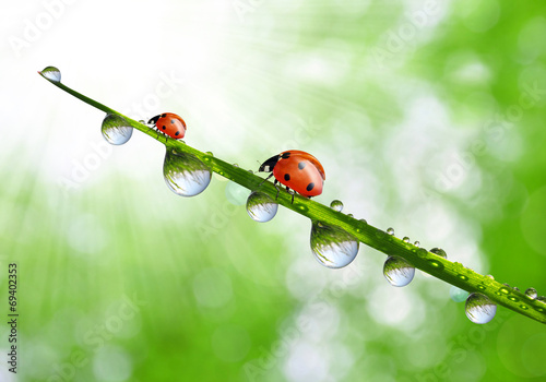 fresh morning dew and ladybirds