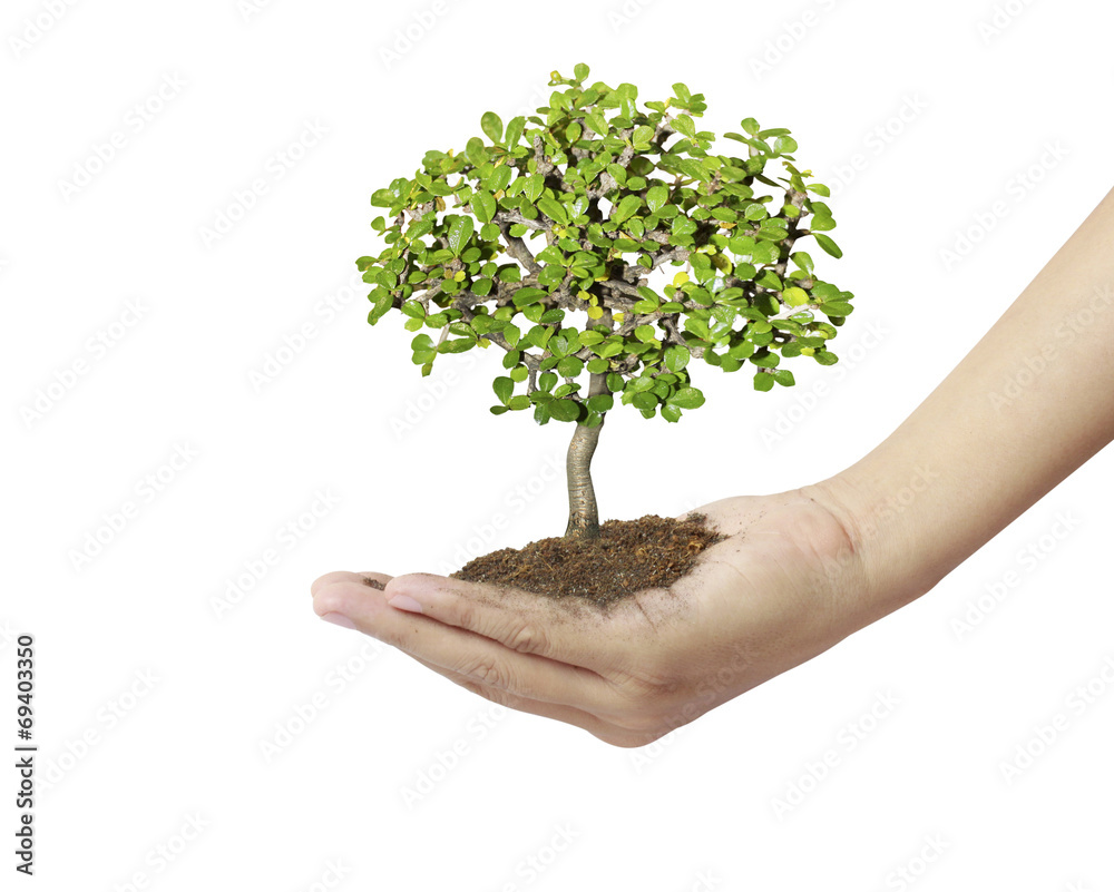 Holding a tree Holding a tree