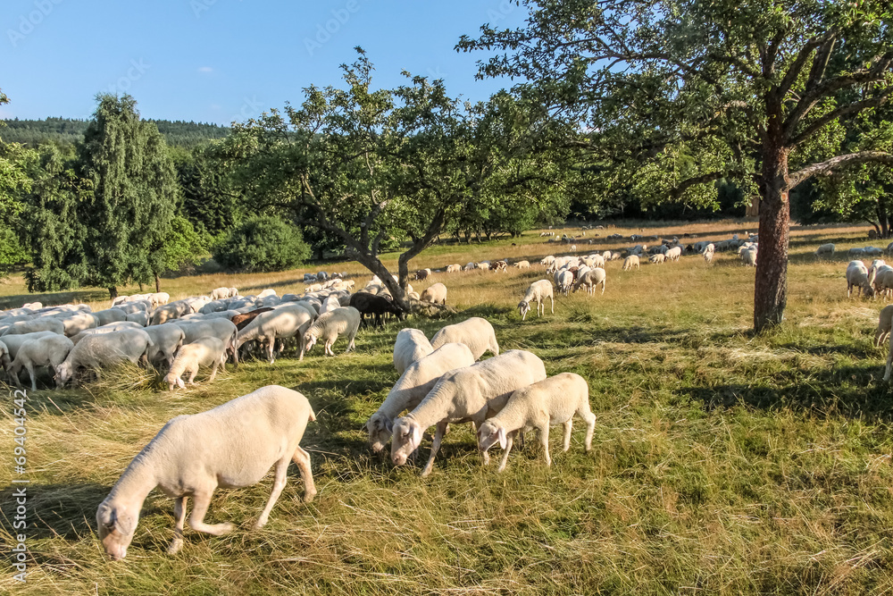 Schafherde im Taunus