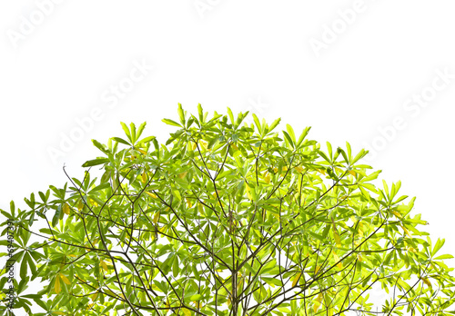 Wallpaper Mural green leaf on white background Torontodigital.ca