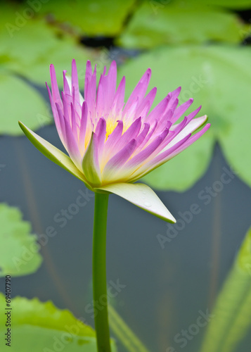 pink lotus  on nature background