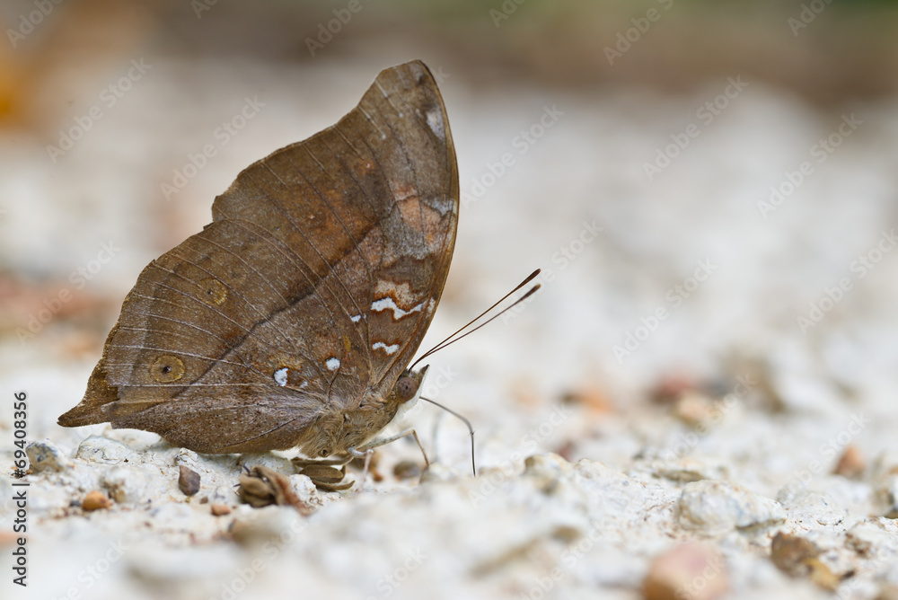 Obraz premium Autumn Leaf butterfly close up