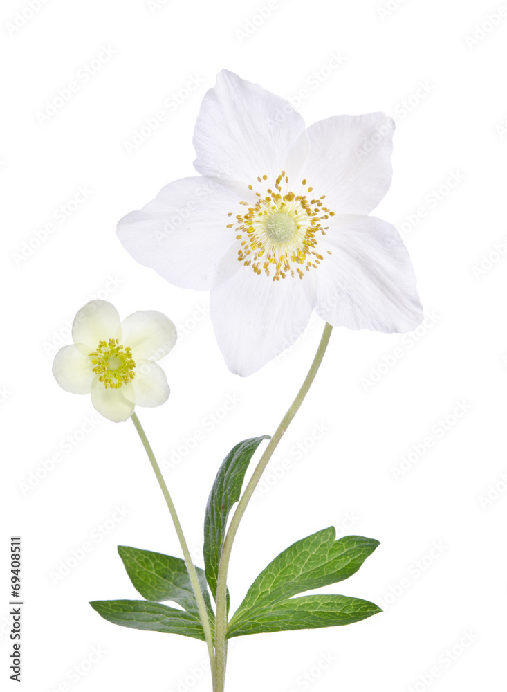 Obraz premium Two beautiful delicate flower in a vase isolated on white backgr