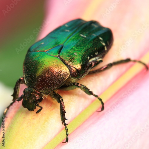 Green beetle on flower.
