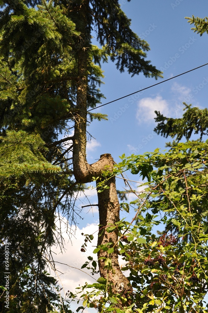 Fototapeta premium Baum wächst um Kabel herum