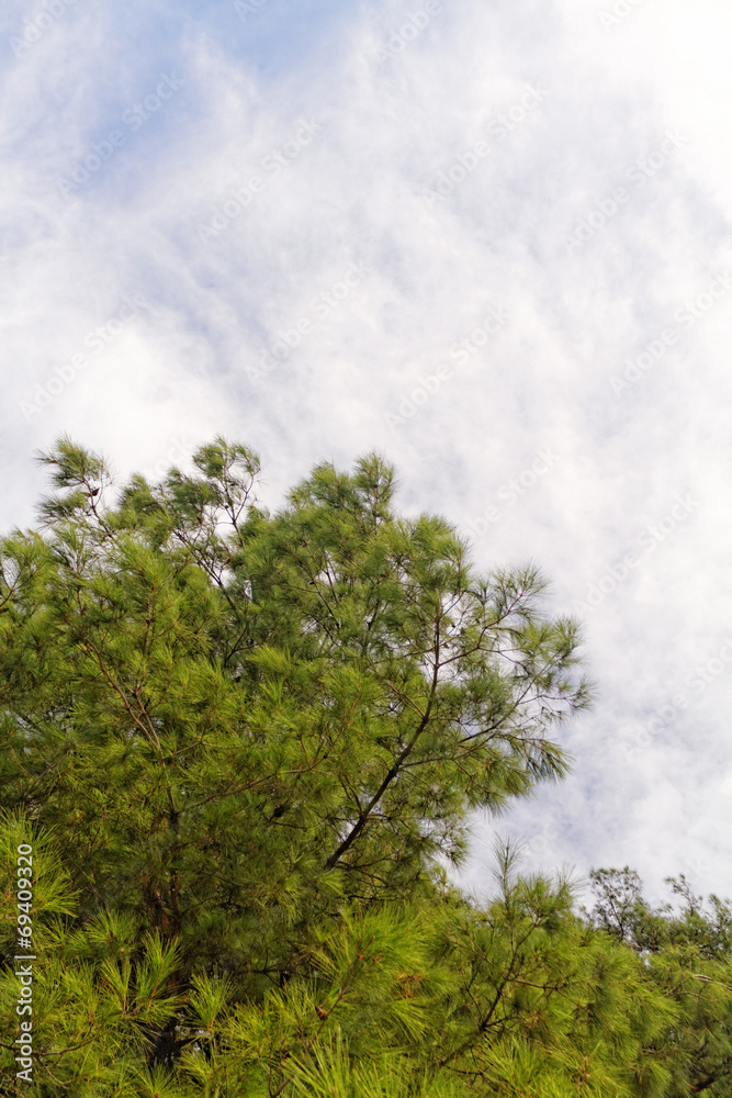 Fototapeta premium Green tree