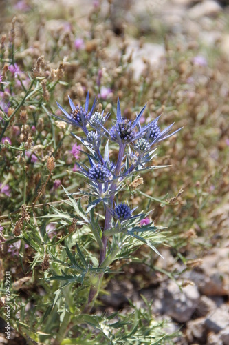 Fiore Croato (Macro)