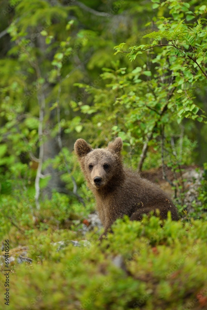Obraz premium Bear cub in the forest