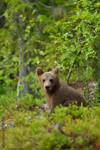 Bear cub in the forest © Erik Mandre