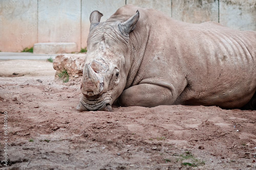 Fototapeta premium nashorn