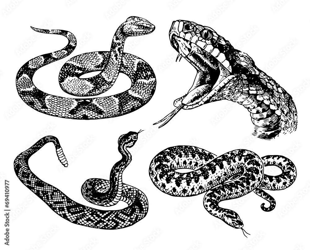 Obraz premium Snakes