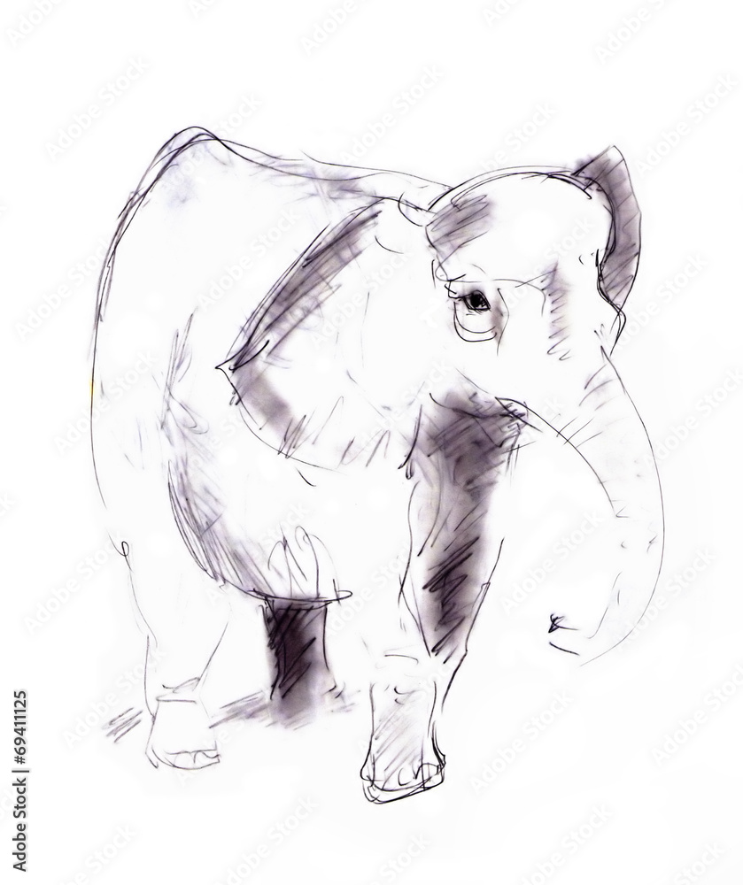 Fototapeta premium elephant