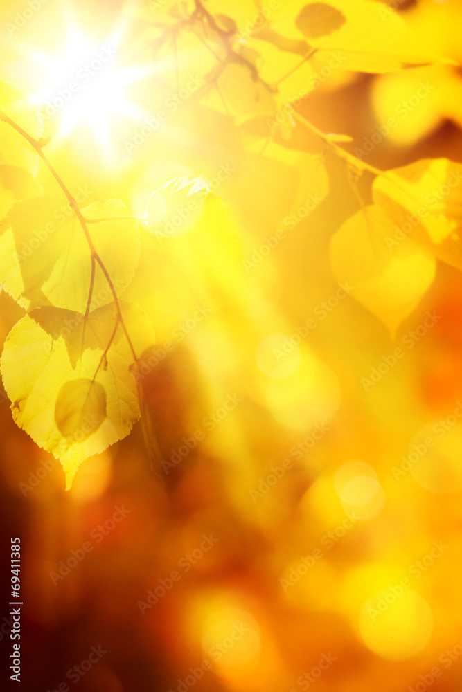 Fototapeta premium autumn background