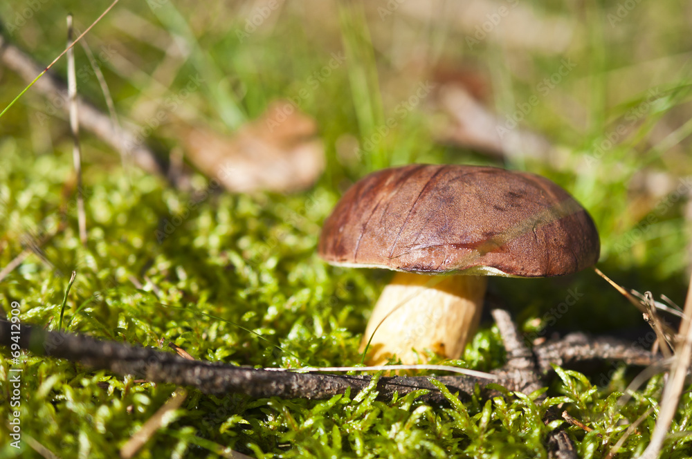 Waldpilze Maronen Waldpilze Maronen