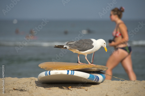 seagull on surf board on sandy beach photo