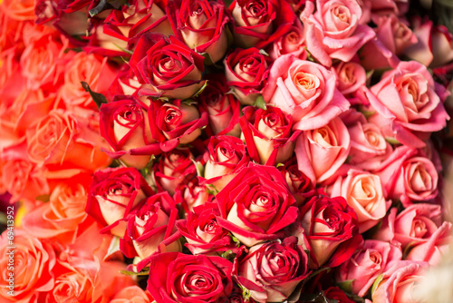 Fototapeta Naklejka Na Ścianę i Meble -  Beauty of roses