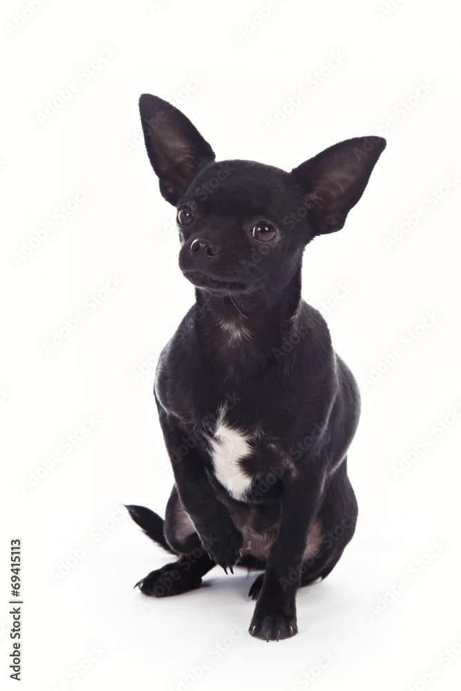 portrait chihuahua femelle noire