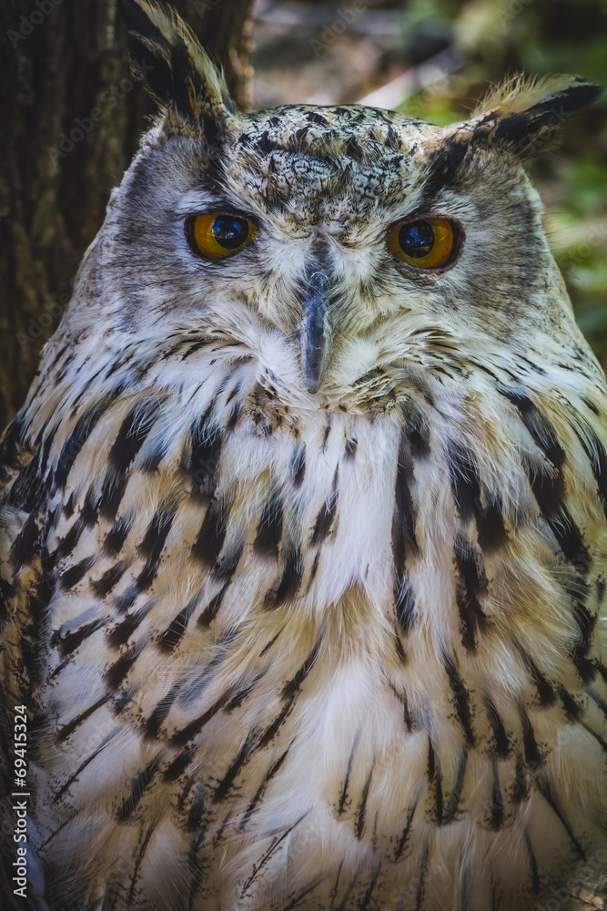 beautiful owl with intense eyes and beautiful plumage beautiful owl with intense eyes and beautiful plumage