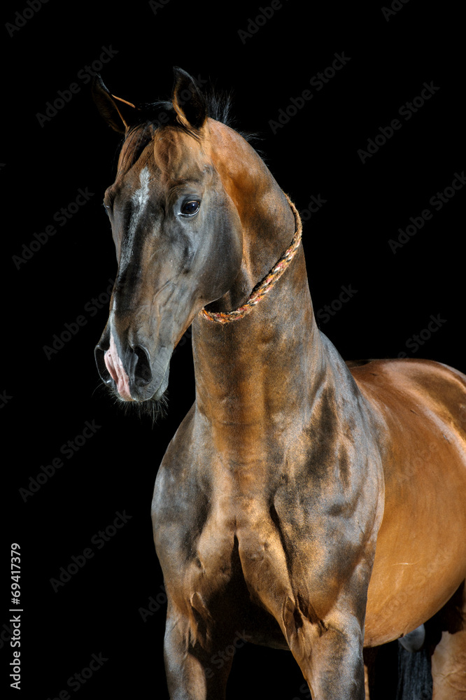 Fototapeta premium Golden bay Akhal-teke horse on the dark background