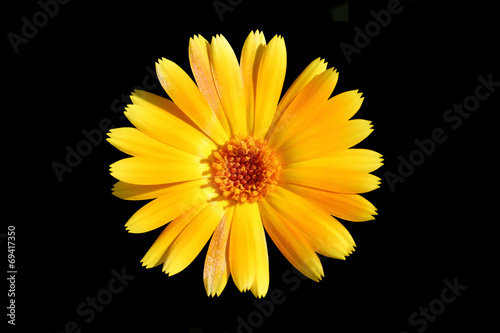 yellow calendula flower on black isolated background