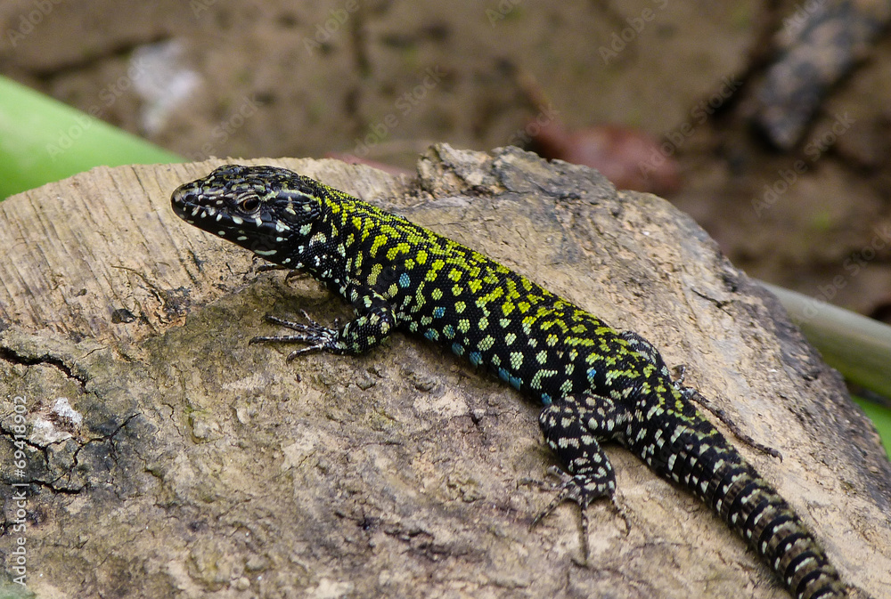 lucertola muraiola (Podarcis muralis) lucertola muraiola (Podarcis muralis)