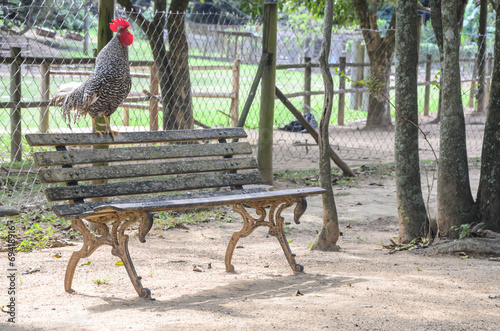 Galo no banco de madeira photo