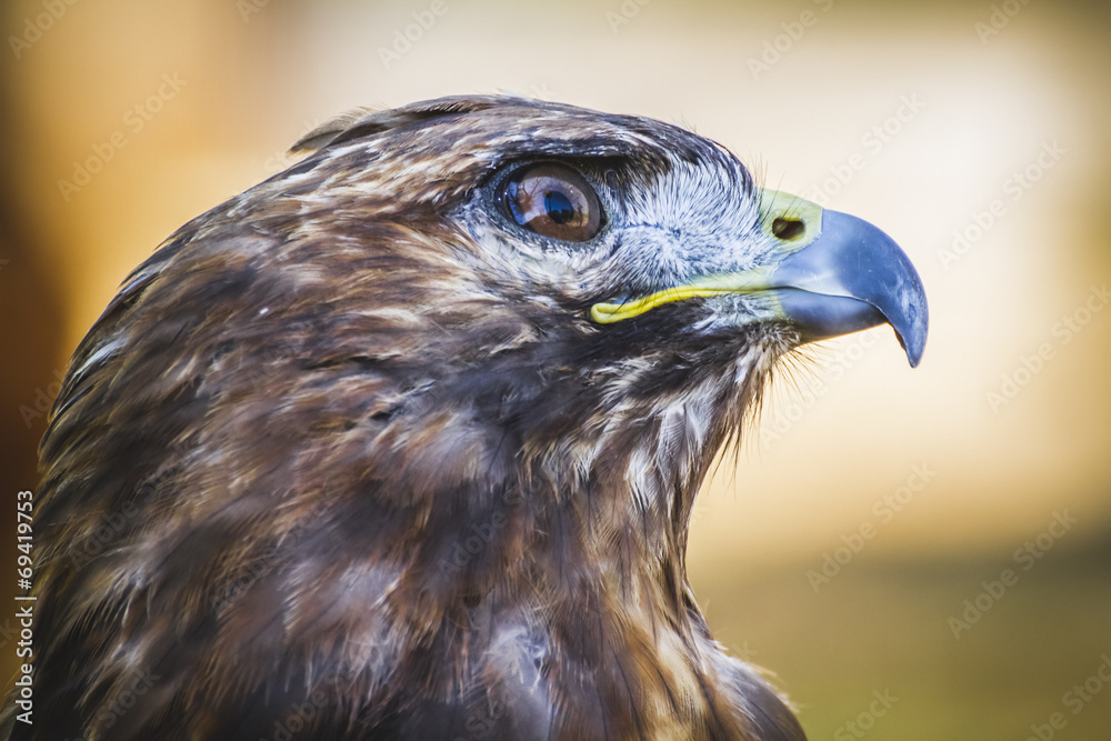 eagle, diurnal bird of prey with beautiful plumage and yellow be eagle, diurnal bird of prey with beautiful plumage and yellow be
