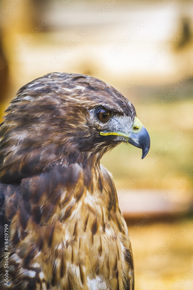 eagle, diurnal bird of prey with beautiful plumage and yellow be eagle, diurnal bird of prey with beautiful plumage and yellow be