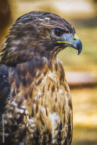 eagle, diurnal bird of prey with beautiful plumage and yellow be