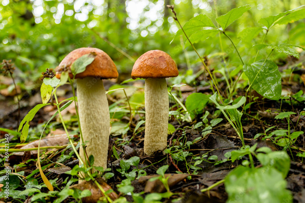 orange cap boletes orange cap boletes