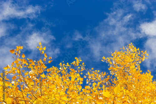 yellow leaves