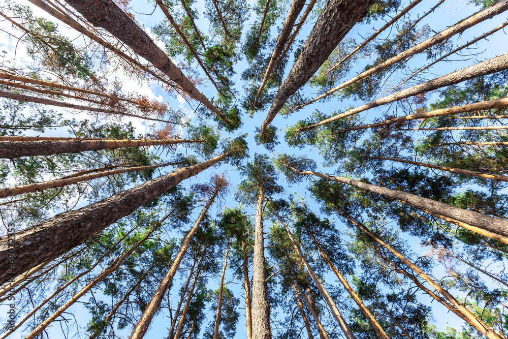 spruce trunks converge in perspective in blue sky - obrazy, fototapety, plakaty 