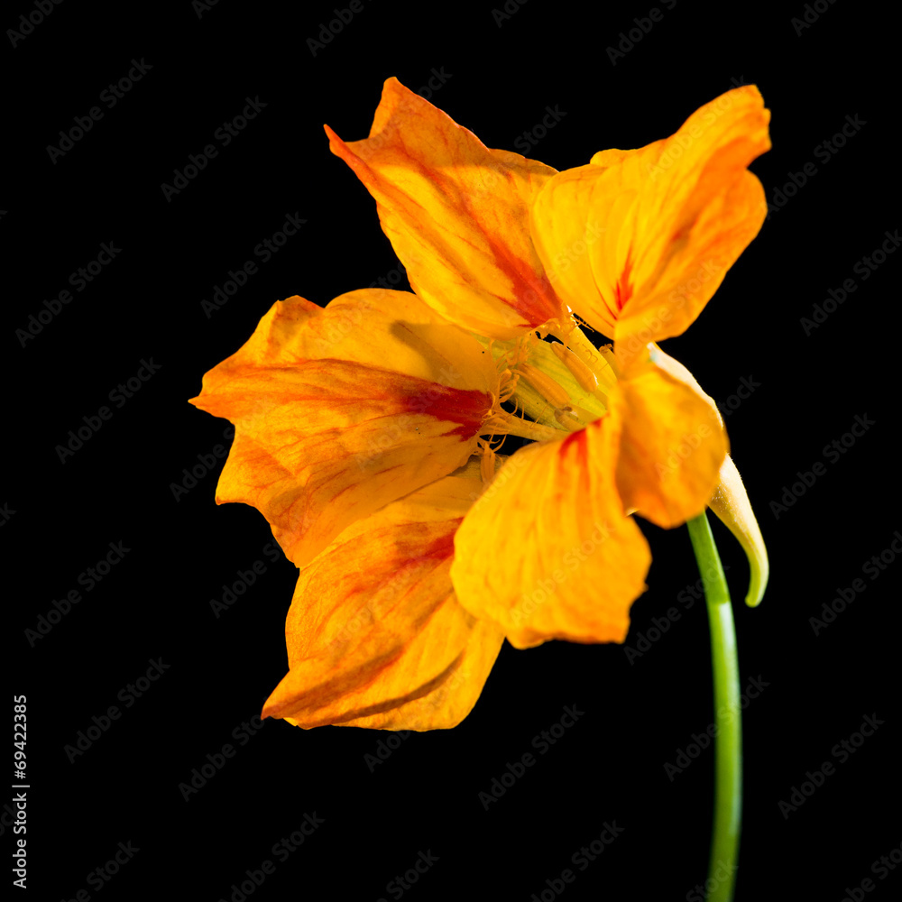 Fototapeta premium Nasturtium On Black