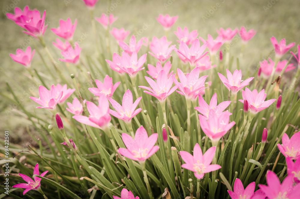 Fototapeta premium flowers in sunset