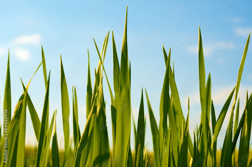 Obraz premium Grass close up on a background of blue sky in the light of the s