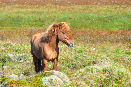 Icelandic Horse