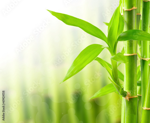Bamboo background with copy space