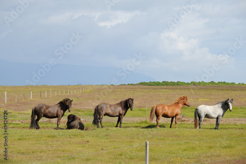 chevaux islandais © bboitier