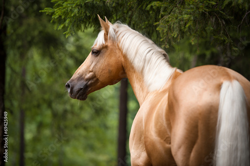 Palomino horse with a white mane, portrait in the forest