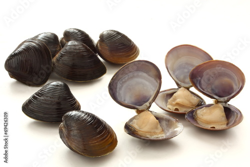 しじみ　中身　貝　食材