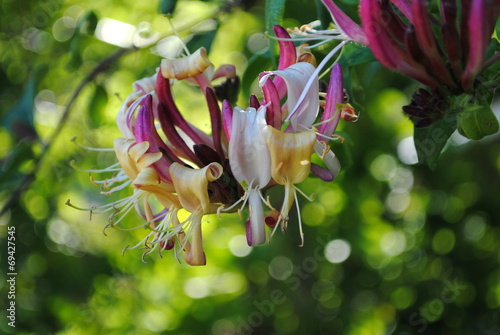 Windendes Geißblatt Lonicera  implexa photo