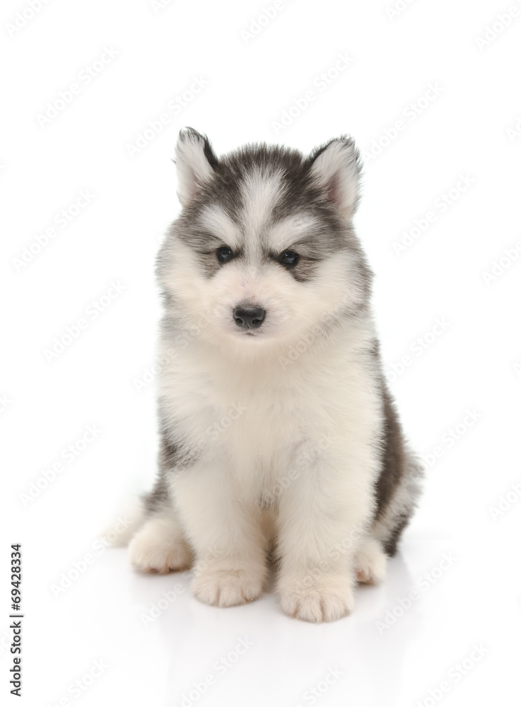 Cute little husky puppy isolated on white