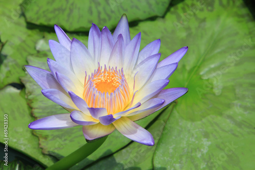 Photos Close up of water-lily