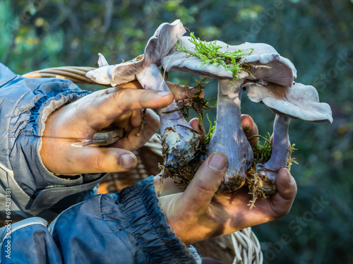 Three lepista nuda mushrooms photo