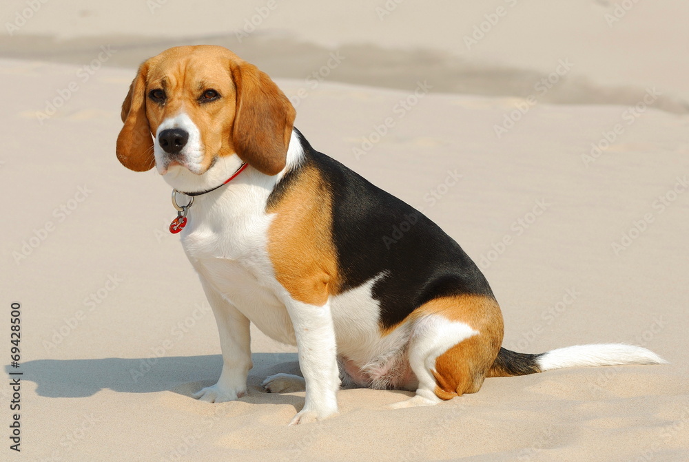 Zwierzęta, Beagle mały pies