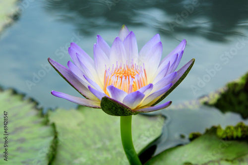 Close up of water-lily